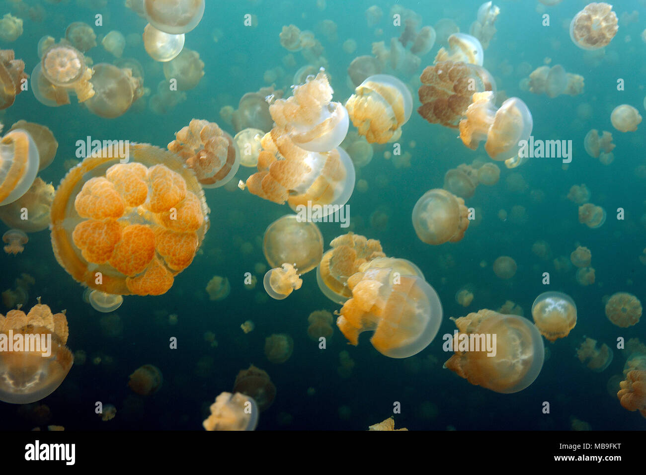 Les méduses Mastigias Papua ou méduses Mastigias papua), (Jellyfish lake, Eil Alcm island, Palau, Micronésie Banque D'Images