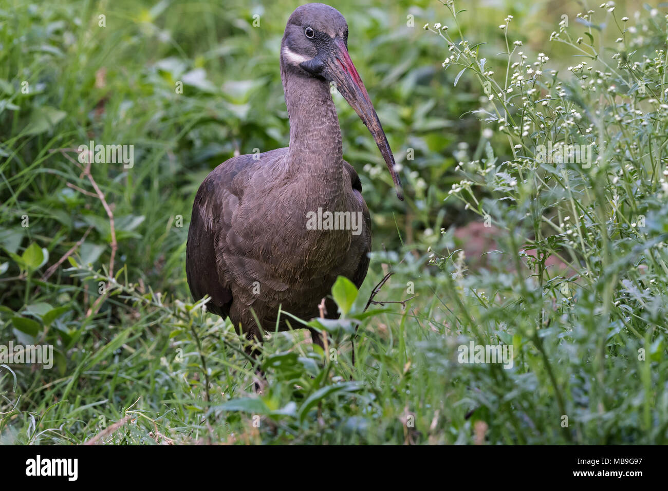 (Bostrychia hagedash Ibis hagedash) Banque D'Images
