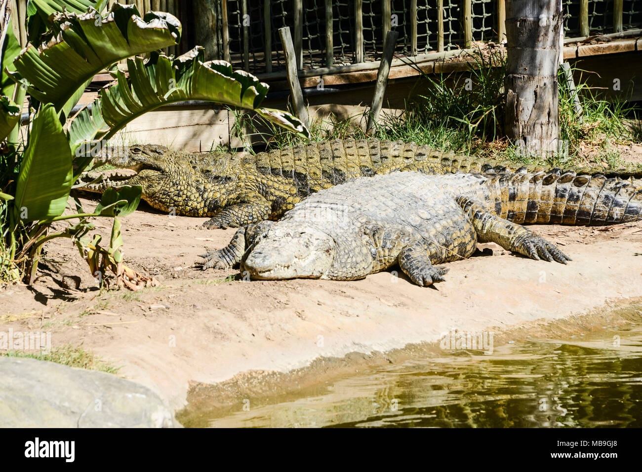 Deux crocodiles du Nil (Crocodylus niloticus) au Cango Wildlife Ranch, Afrique du Sud Banque D'Images