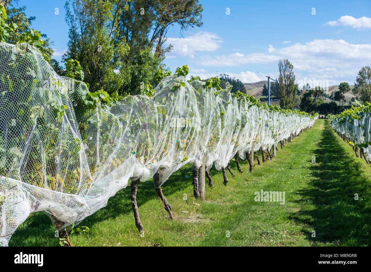 La nouvelle zelande Hawkes Bay nouvelle zélande grappes de raisin sur des vignes couvertes dans compensation pour la protection Hawkes Bay Rotorua Nouvelle zélande Ile du Nord NOUVELLE ZÉLANDE Banque D'Images