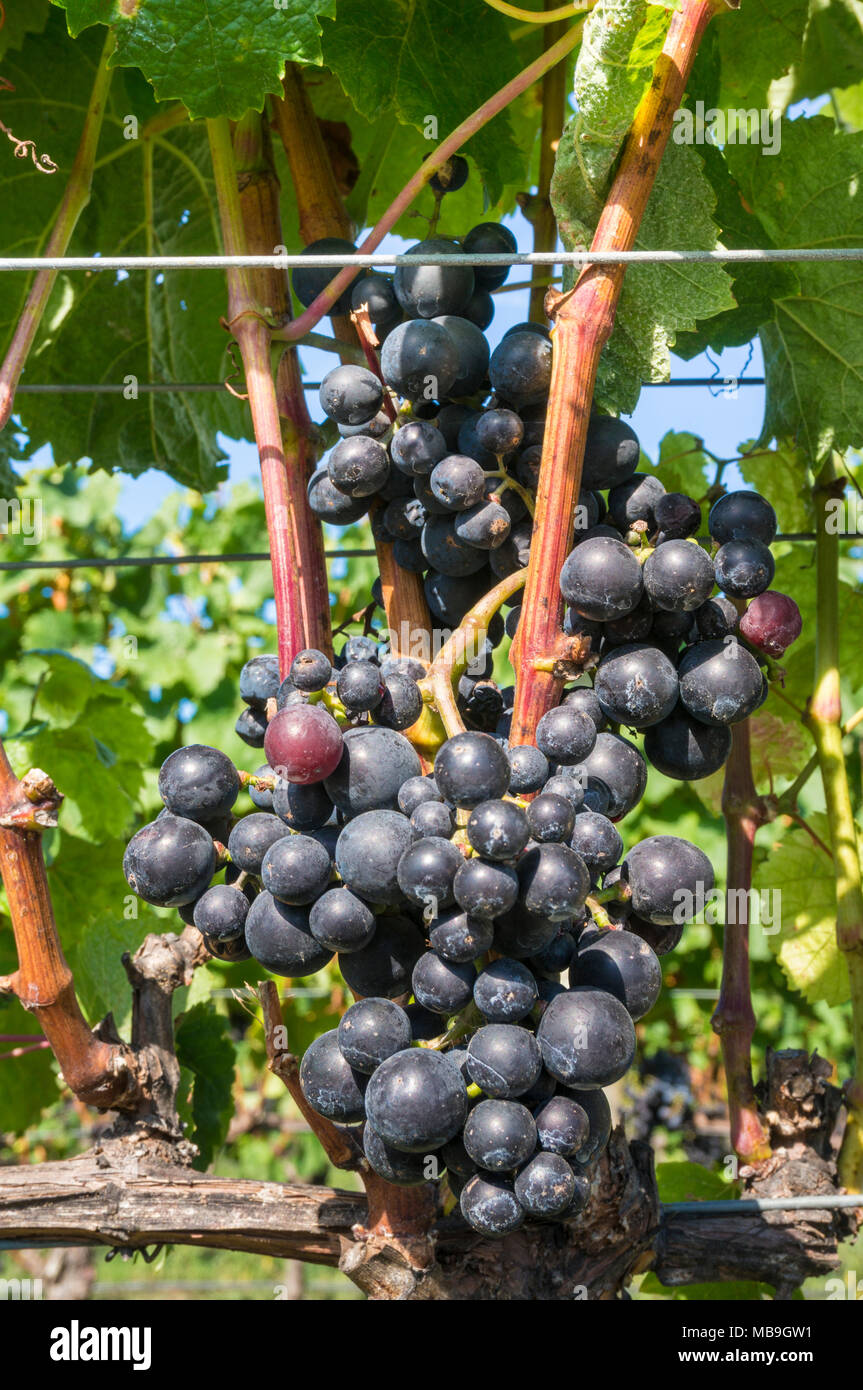 Hawkes Bay, Nouvelle-Zélande grappes de raisin sur des vignes dans un vignoble Hawkes Bay Rotorua Nouvelle zélande Ile du Nord NOUVELLE ZÉLANDE Banque D'Images