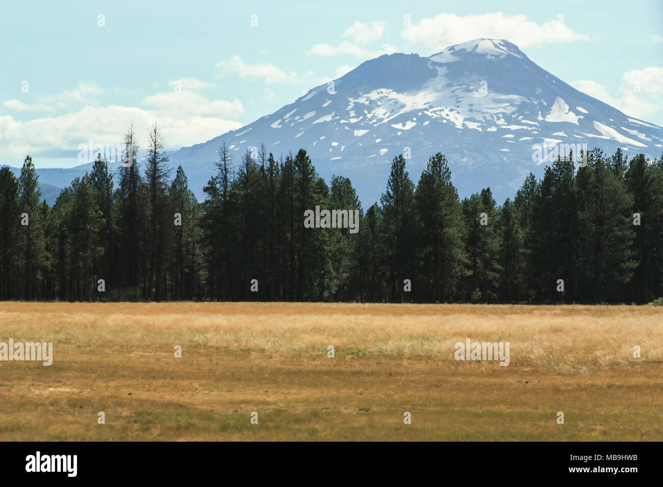 Mt magnifique. Shasta en Californie du nord en été dans une prairie sauvage jaune Banque D'Images