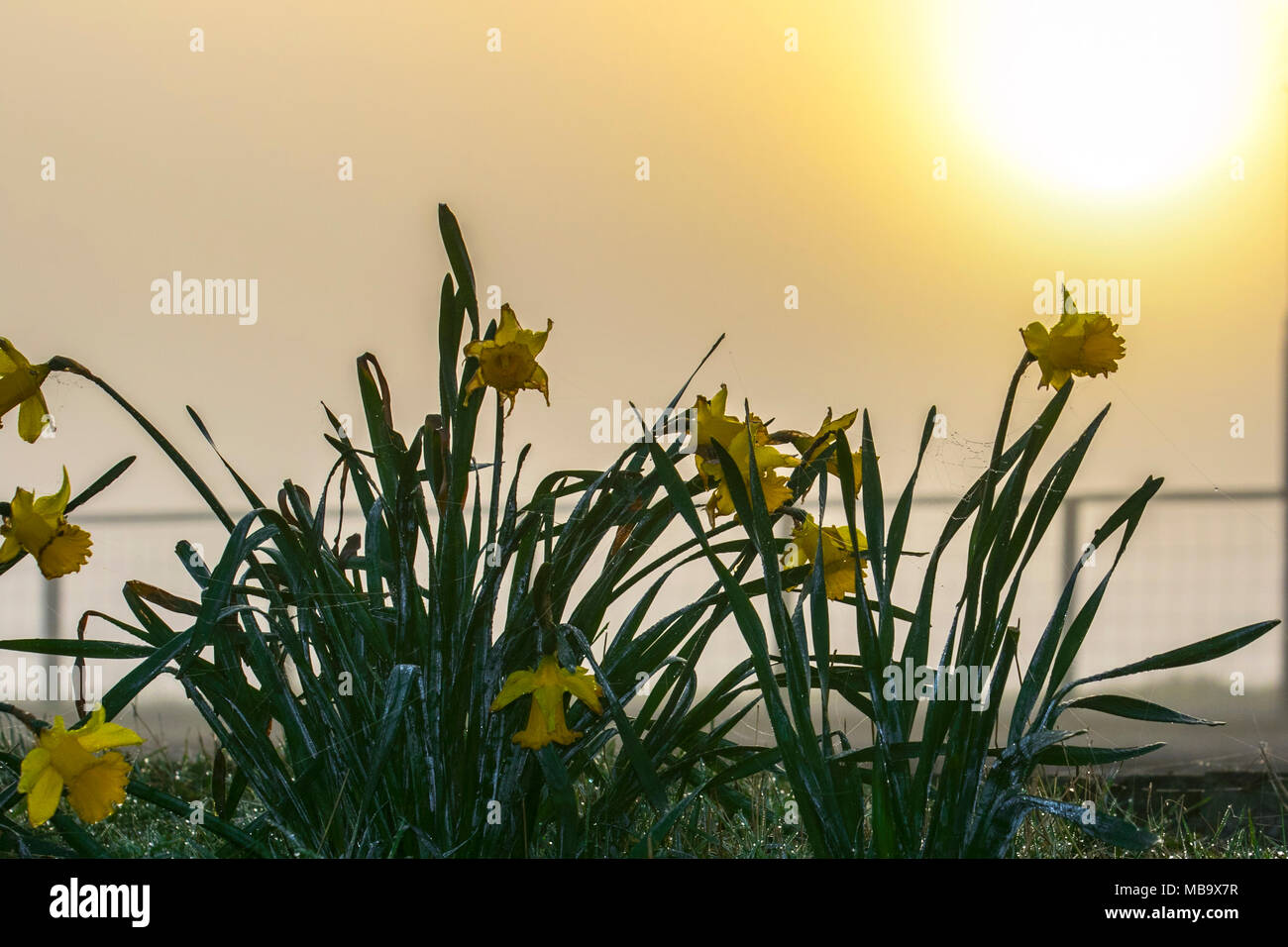 Southport, Merseyside, UK 09/04/2018. Météo britannique. Une atmosphère brumeuse de commencer la journée à la côte sur Marine Drive et le lakeside promenade côtière road. Des températures proches du point de congélation, mais attend de se réchauffer que le soleil se lève pour faire une journée de printemps. /AlamyLiveNews MediaWorldImages ; crédit. Banque D'Images