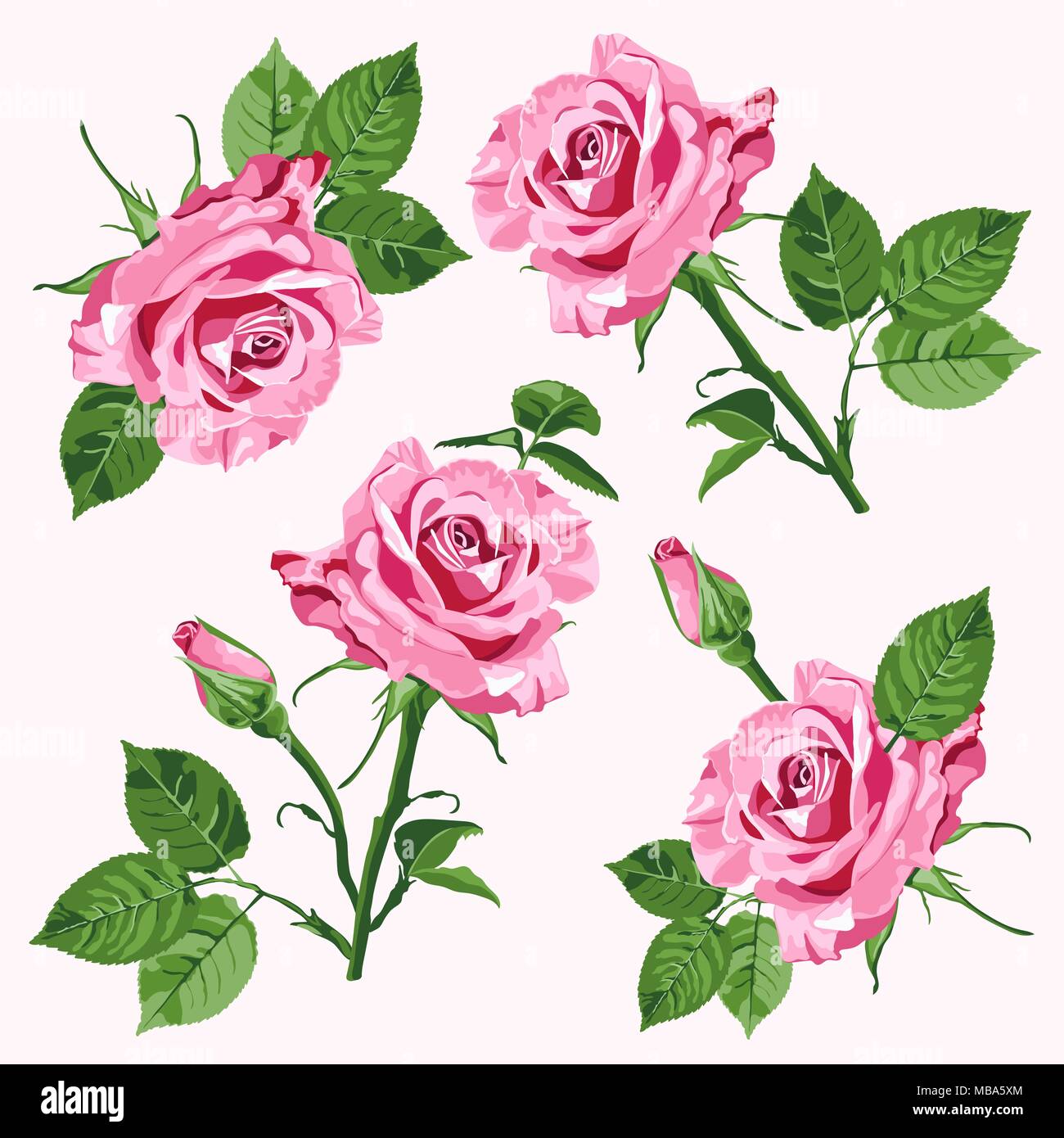 Vecteur rose roses et verts sans laisser sur le fond blanc Illustration de Vecteur