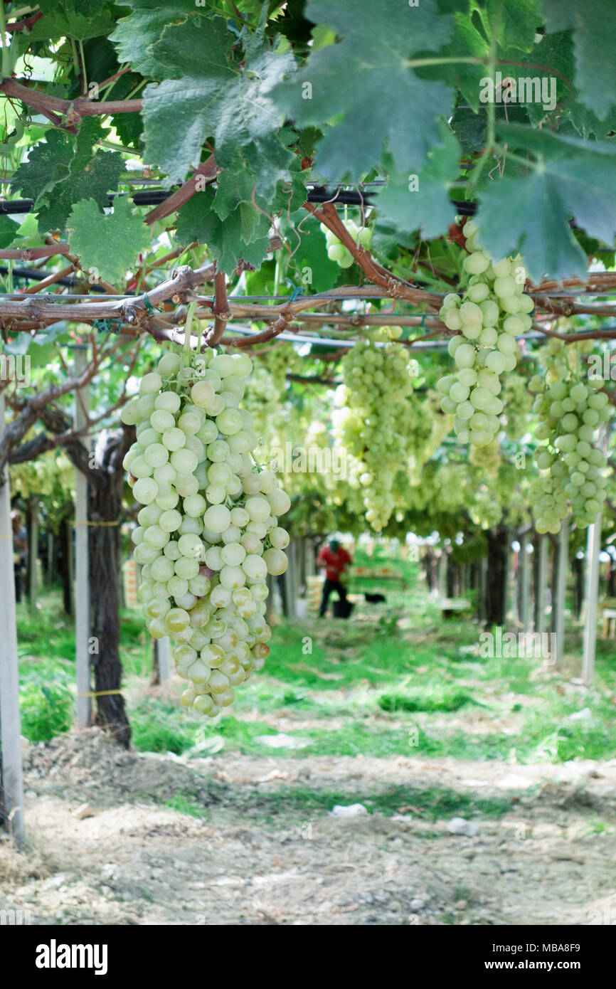 Moscato grapes growing, vignoble en province de Trapani, Sicile, Italie Banque D'Images