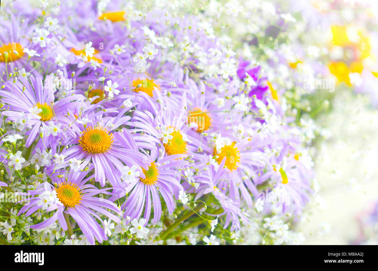 Fleurs daisy violet vif dynamique. Fleurs de printemps et d'été. Banque D'Images