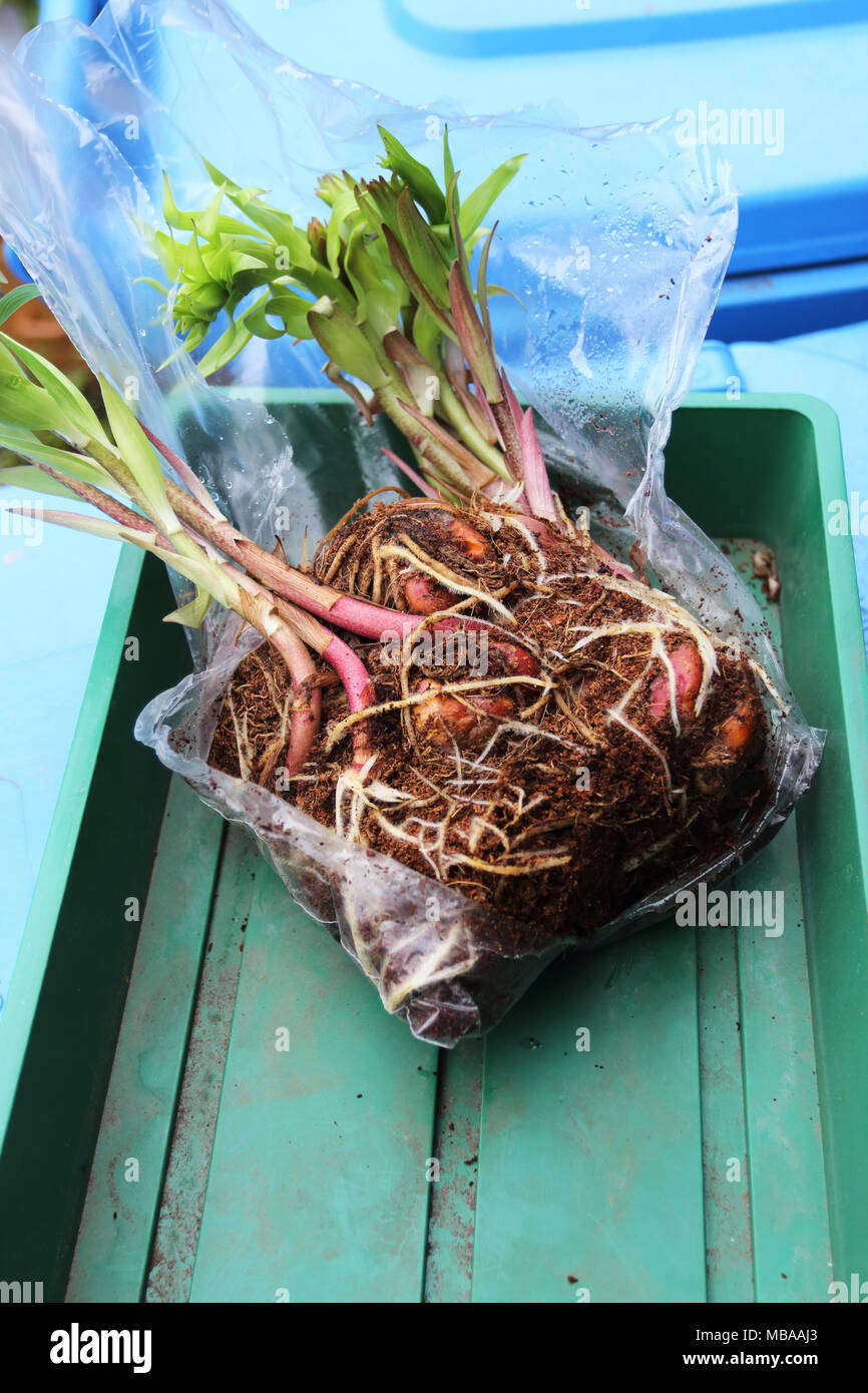 Lilium Lys Oriental ou ampoules de germination sur pied. Banque D'Images