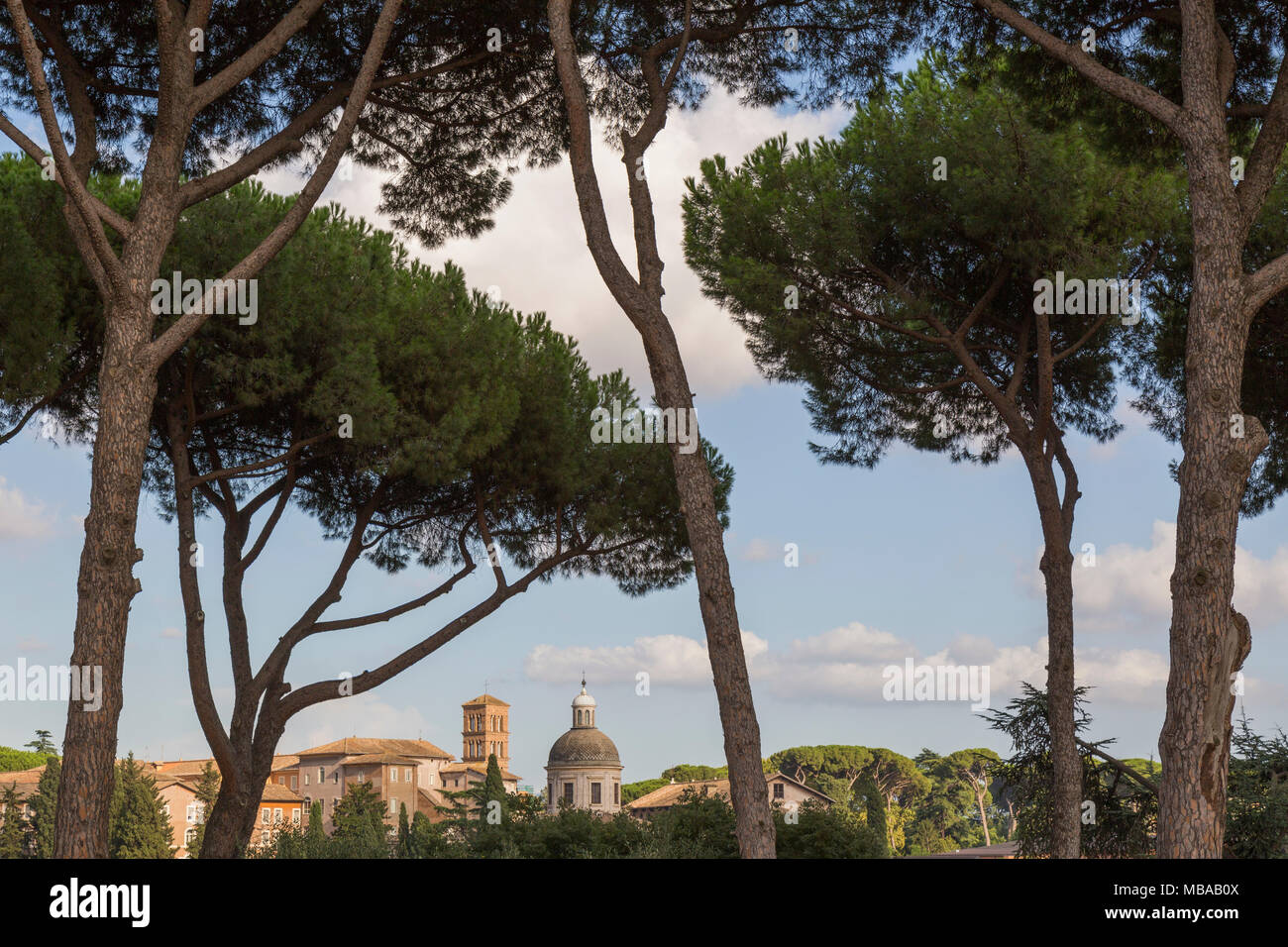 Vue à travers les pins en pierre sur le Mont Palatin (Palatino) qui est le centre la plupart des sept collines de Rome, Italie, et est un des plus anciens p Banque D'Images