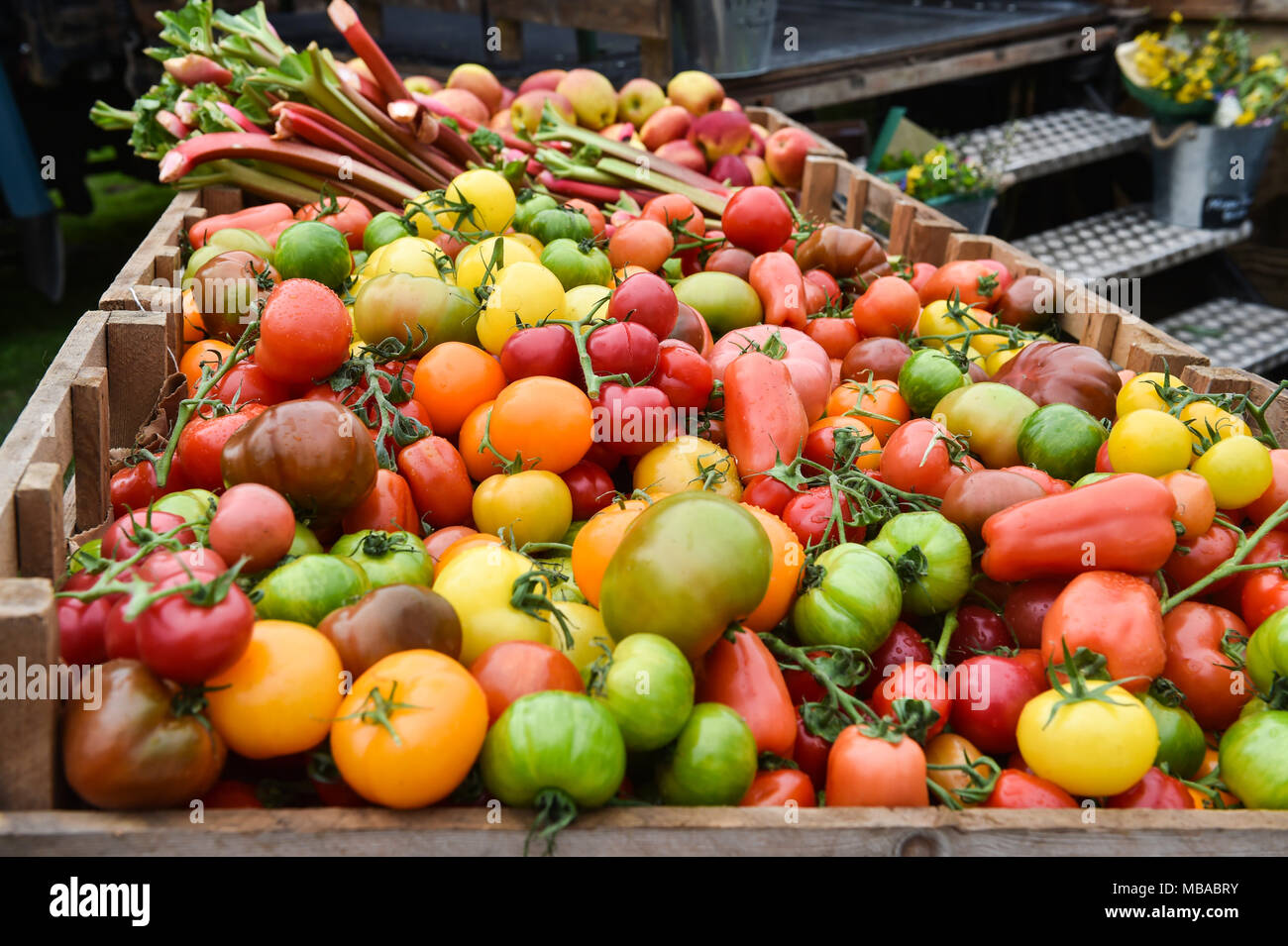 Les tomates du patrimoine au paysan Sussex farm shop mobile mise en place à côté de la poivrière à Queen's Park à Brighton . Banque D'Images