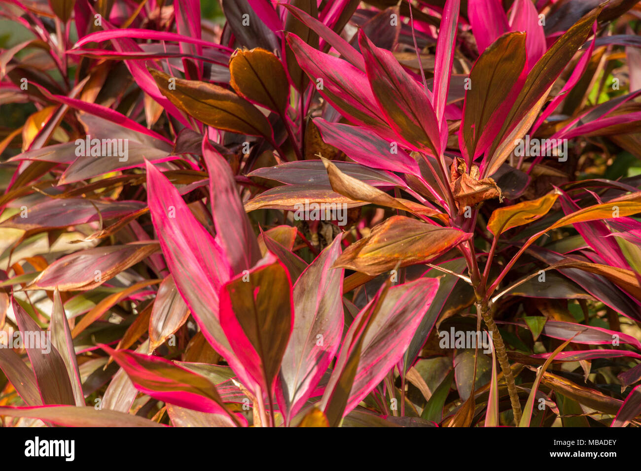 Un coup de une belle bande de Cordyline fruticosa Rubra plantes. Très frappant avec leurs feuilles en forme de bracelet rouge. Banque D'Images