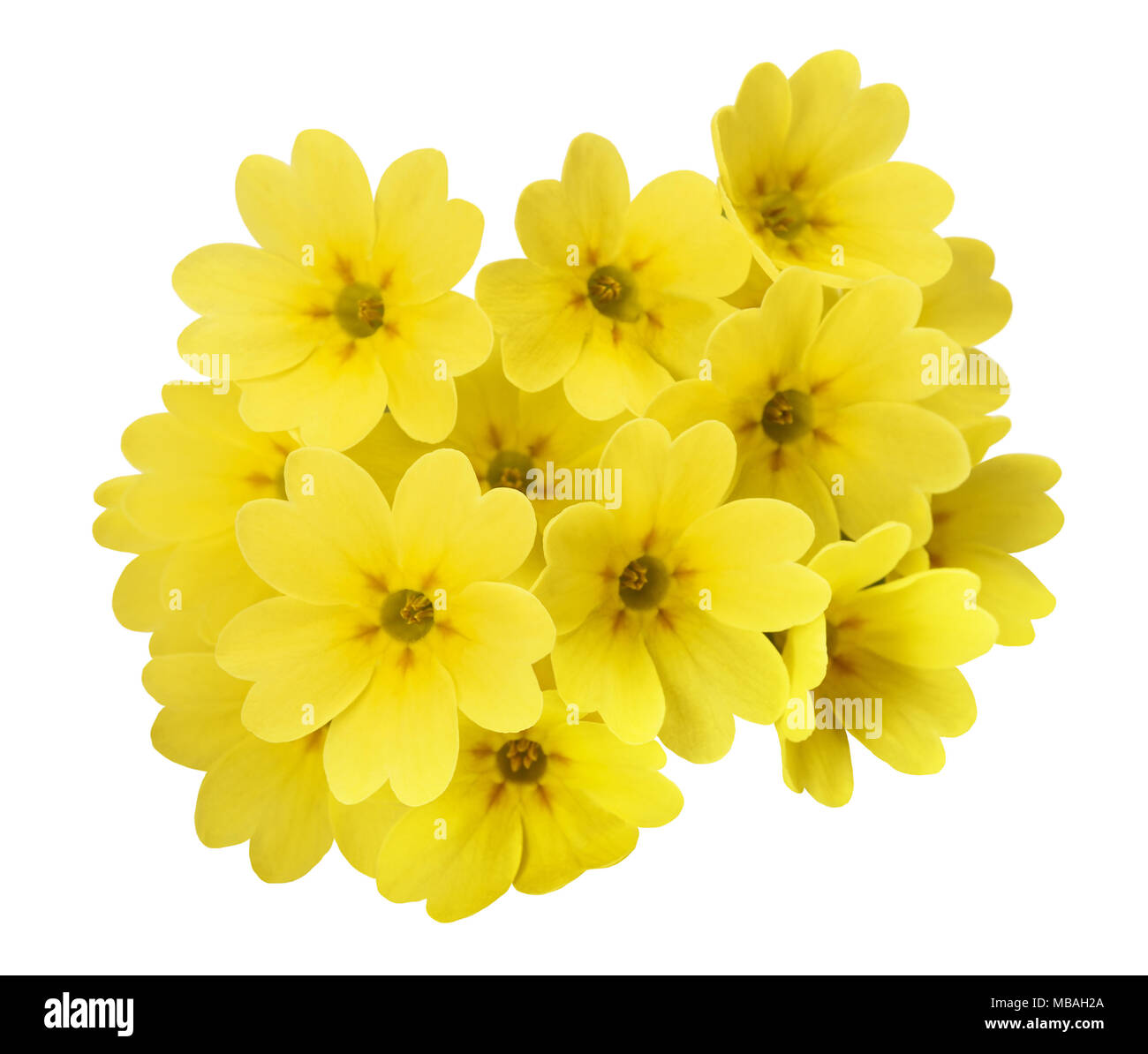 Fleurs de primevère isolé sur fond blanc. Primula veris. Banque D'Images