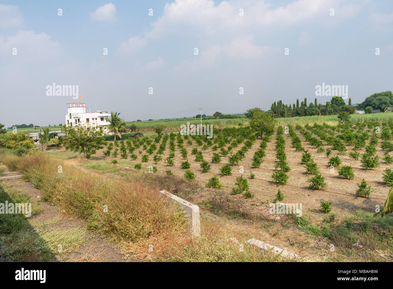 Plantation d'arbres près de façon uniforme à la ferme magnifique avec la culture de la canne à sucre. Banque D'Images