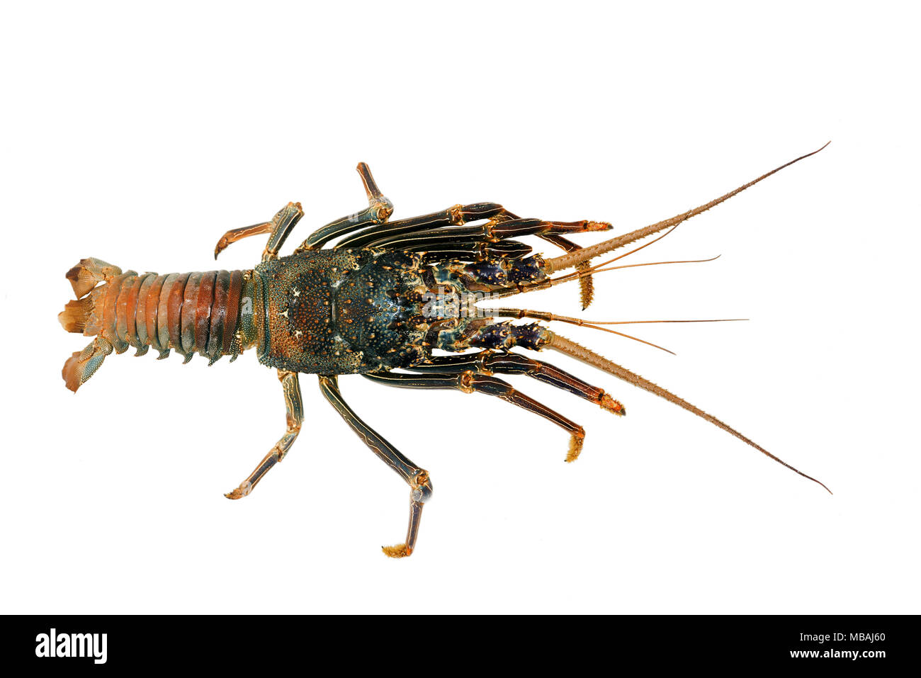 Cigale de mer (Panulirus versicolor), isolé sur fond blanc Banque D'Images Cigale de mer (Panulirus versicolor), isolé sur fond blanc Banque D'Images