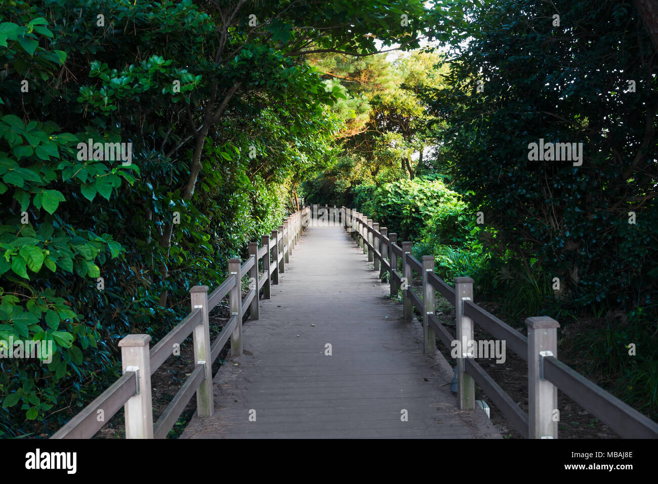 Sentier en bois dans la forêt verte à Seaseom, Lafayette, l'île de Jeju, Corée du Sud Banque D'Images