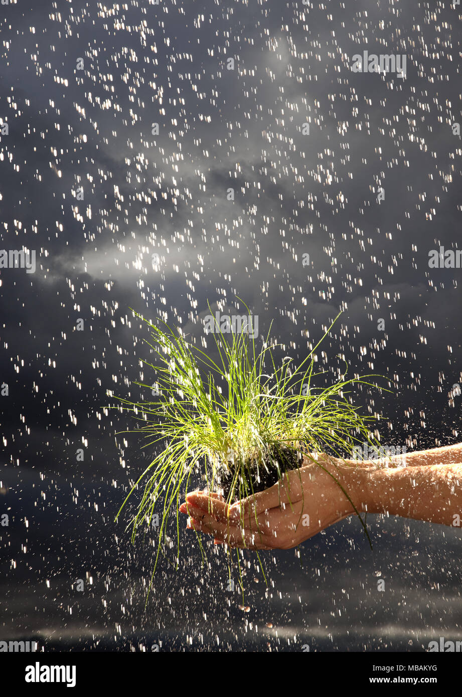 Mains tenant les pousses vertes sous la pluie, des nuages gris en arrière-plan Banque D'Images