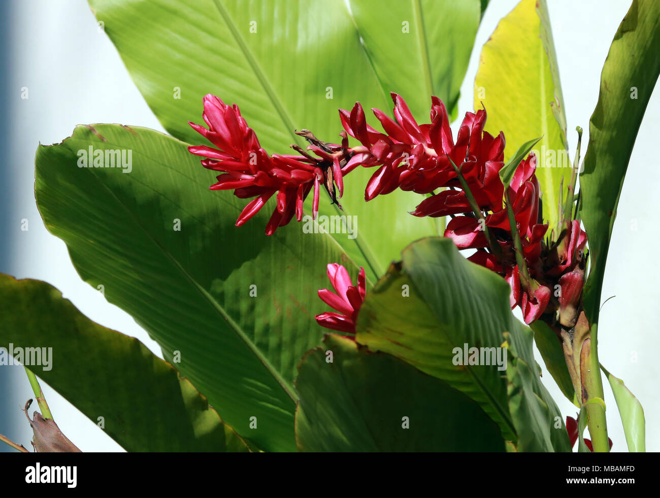 Les fleurs rouges avec arrière-plan de la feuille verte, Barclay Beach Banque D'Images