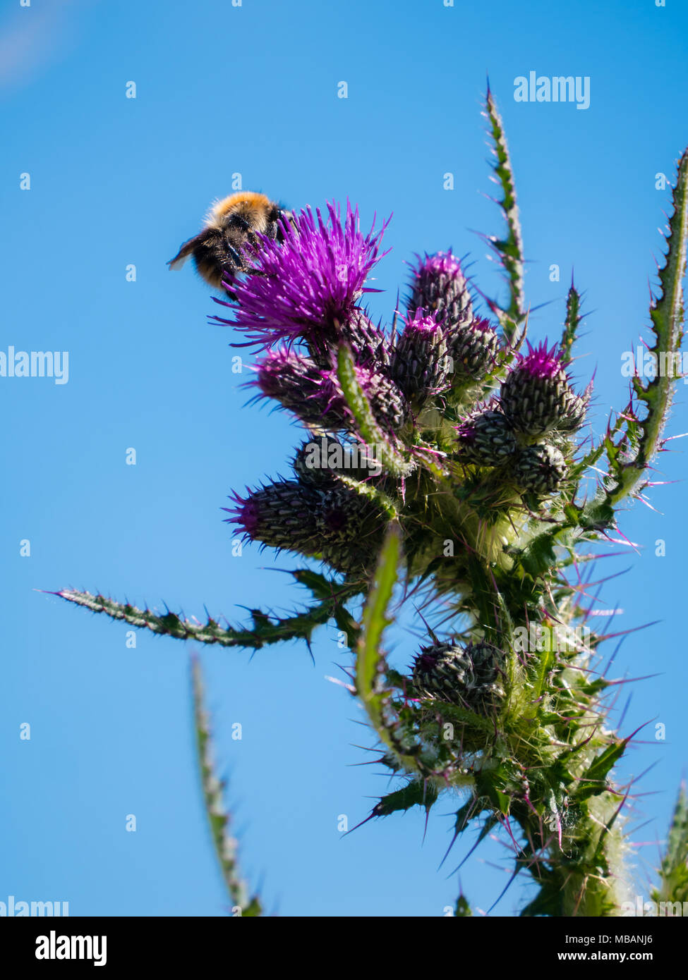 Bumblee sur une plante carduus Banque D'Images