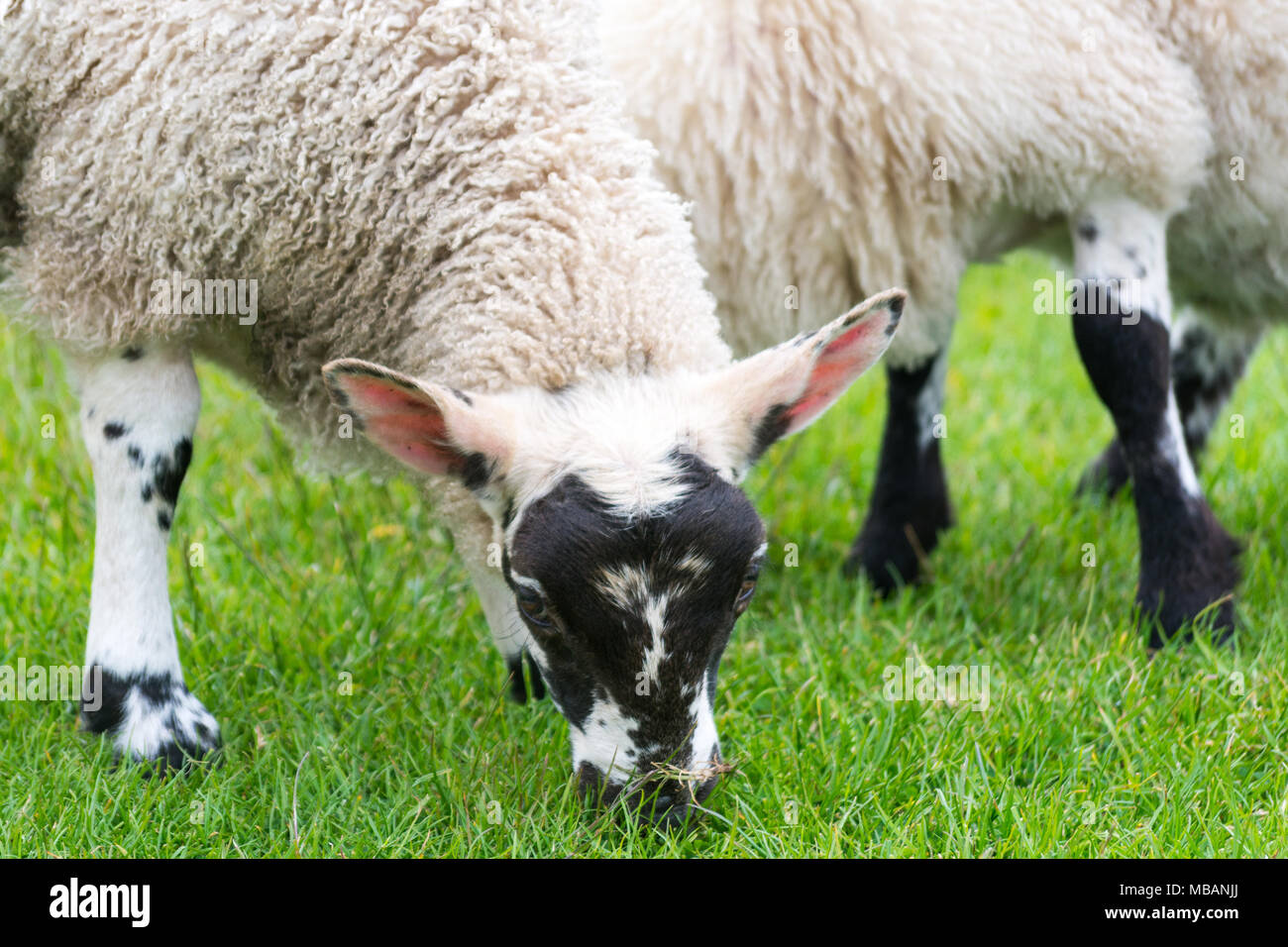 Laden toison des moutons paissant sur l'herbe verte et luxuriante sur les terres agricoles au Royaume-Uni. Banque D'Images