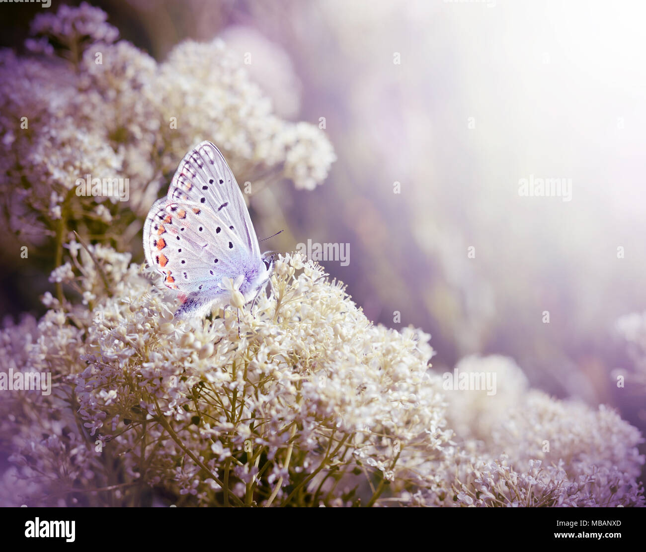 Beau petit papillon bleu, Polyommatus icarus, sur une prairie sauvage. Saison d'été romantique avec effet de filtre de fond violet Banque D'Images