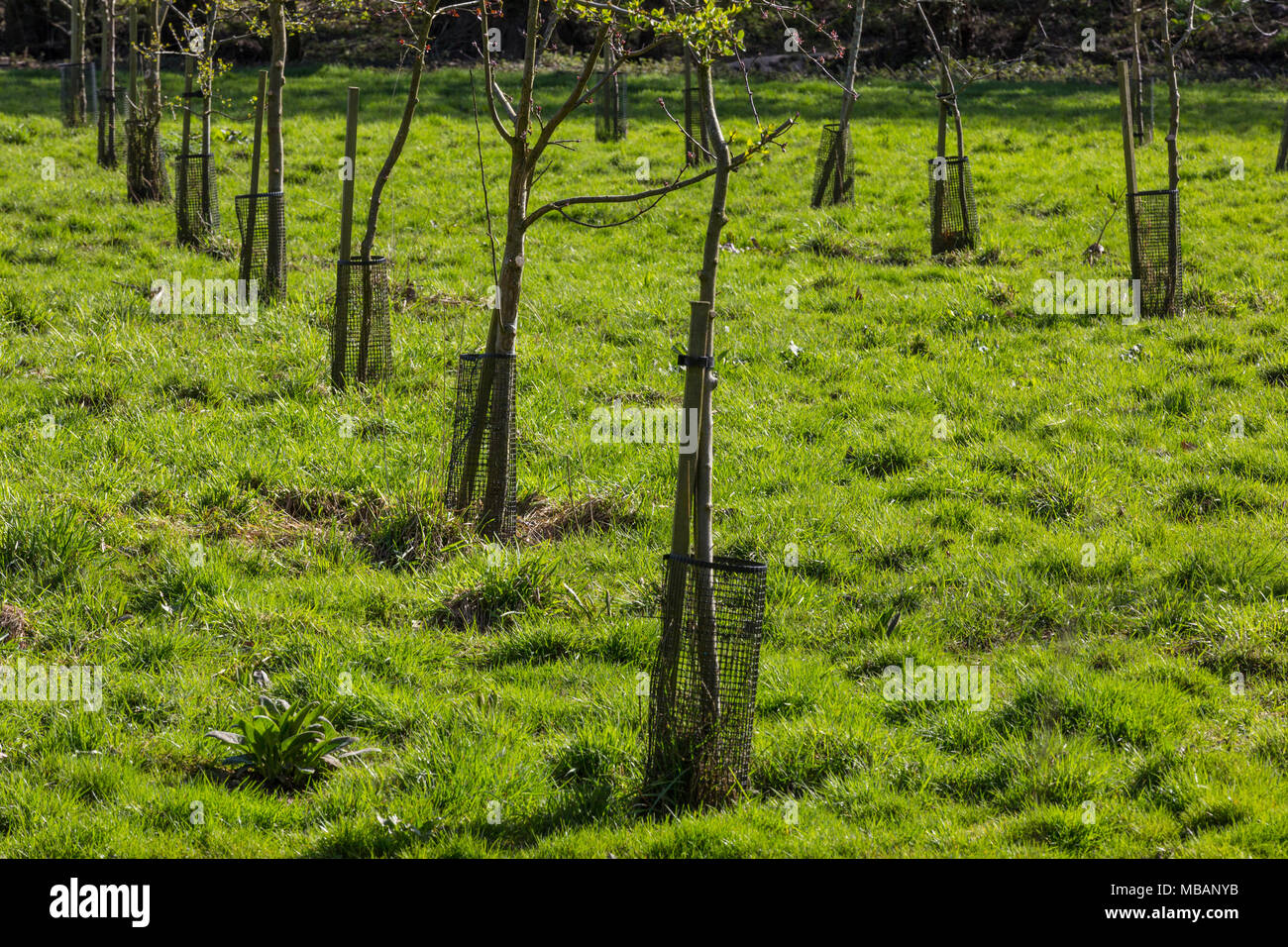 Des gardes de lapin sur de jeunes arbres dans un verger, Suffolk, Royaume-Uni. Banque D'Images