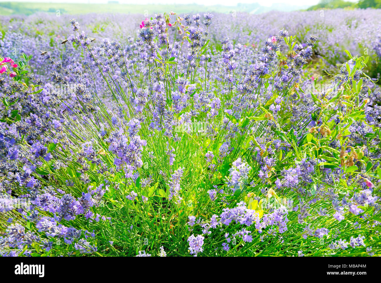 Fleurs de Lavande lumineux bush close-up. Banque D'Images