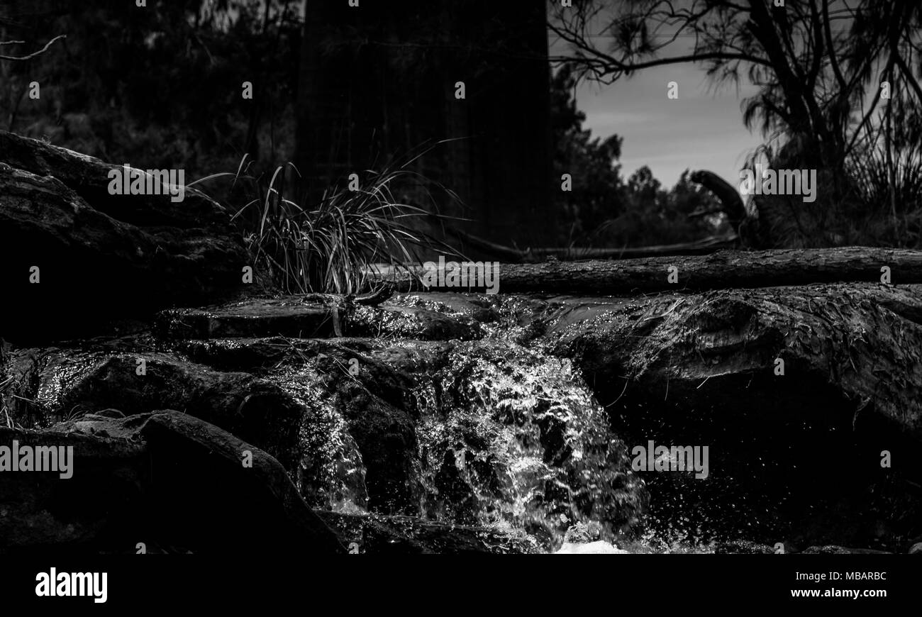 Cascade en noir et blanc avec du bois flotté, New South Wales, Australie Banque D'Images