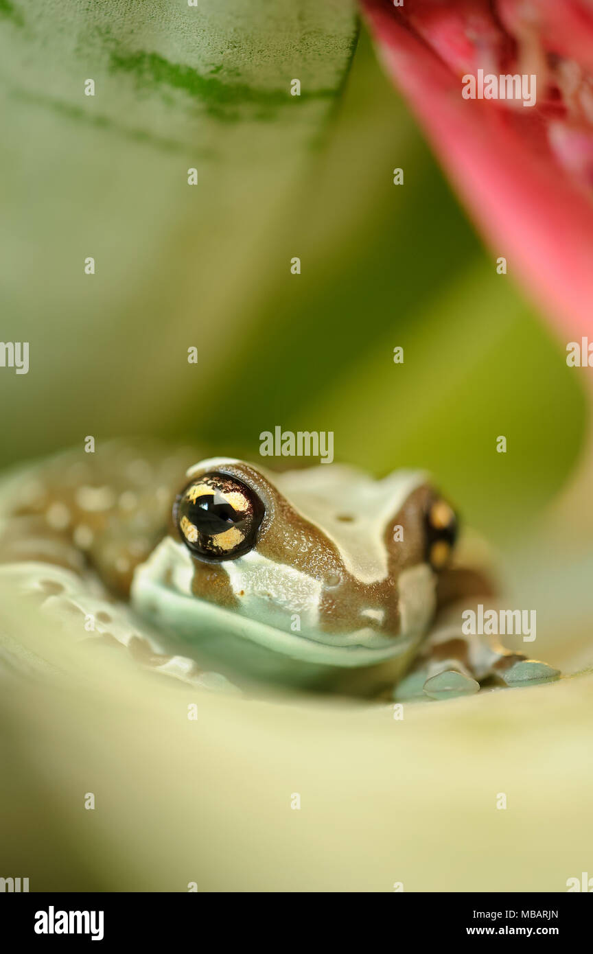 Amazon grenouille lait de l'avant sur feuille fleur Banque D'Images