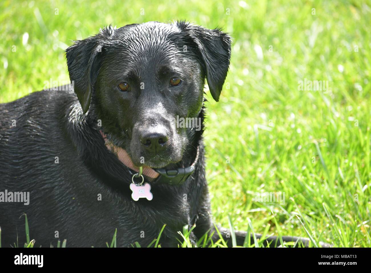 Tous les jours la vie de chien Banque D'Images