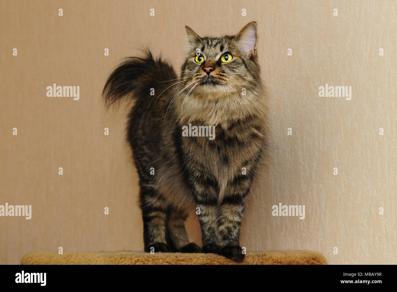 Sweet Chat Tigre Poil Long Race De Chats Accueil Vie De Animaux Domestiques Photo Stock Alamy