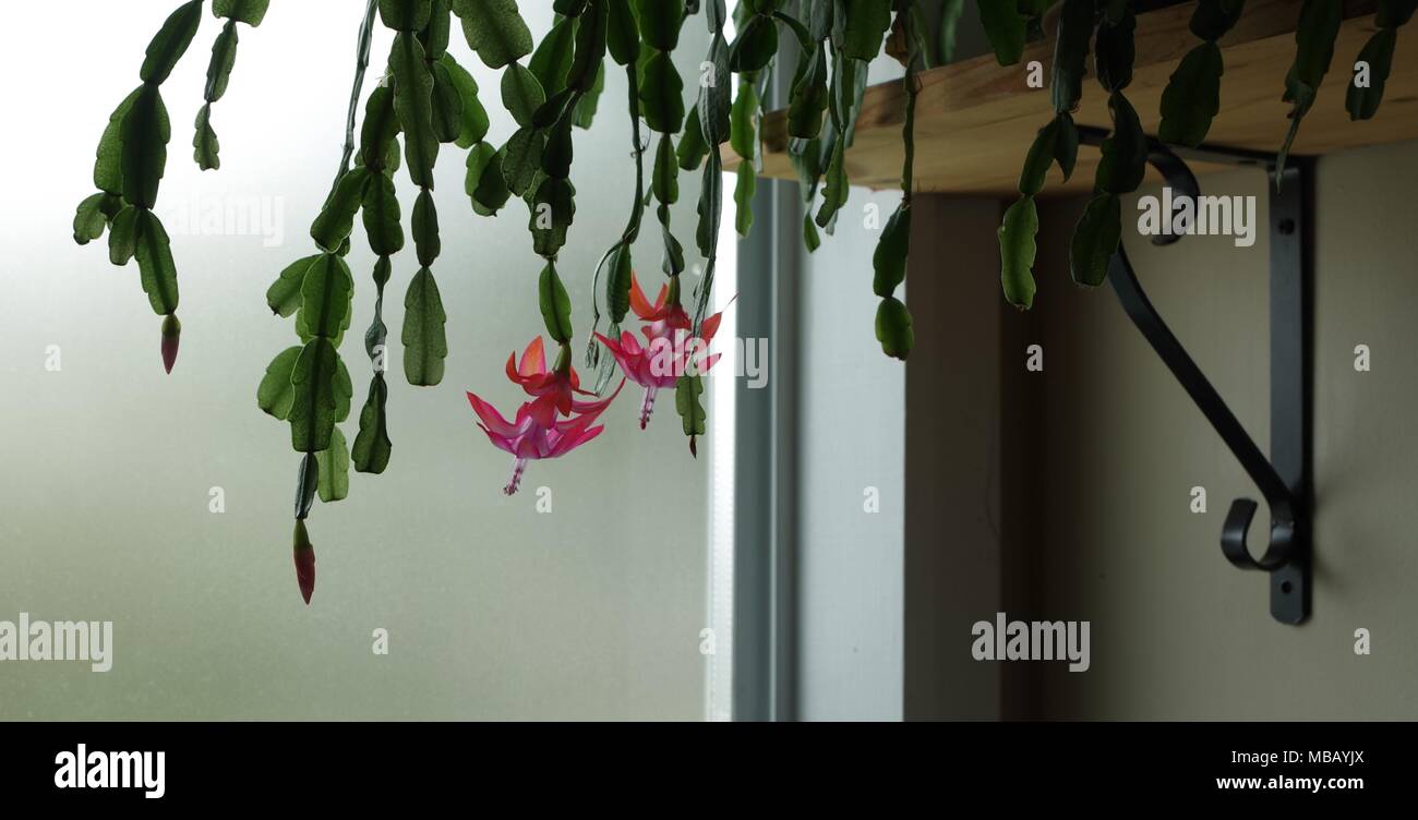 Rose, rouge et blanc fleurs cactus hanging off une étagère dans la lumière du soleil d'une fenêtre opaque. Banque D'Images