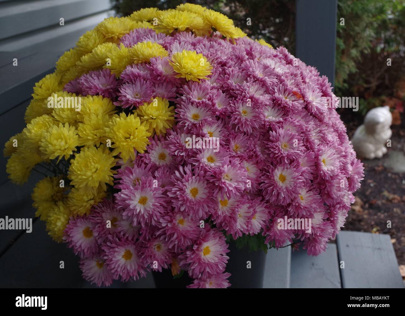 Fleurs de chrysanthèmes en pot sur un escalier extérieur. Banque D'Images