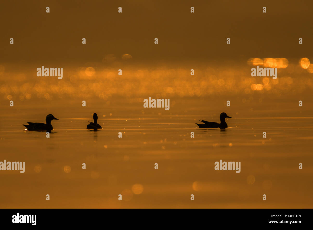 Silhouette d'oiseaux dans le lac trouvés autour de Pune à Bhigwan Bird Sanctuary, Maharashtra, Inde. Banque D'Images