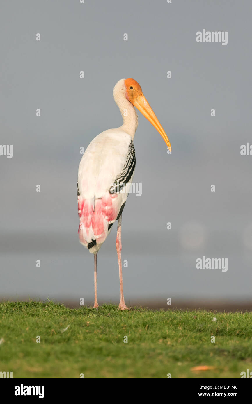 Le painted stork (Mycteria leucocephala) trouvés autour de Pune à Bhigwan Bird Sanctuary, Maharashtra, Inde. Banque D'Images