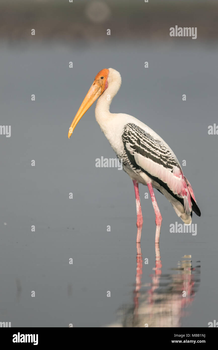 Le painted stork (Mycteria leucocephala) trouvés autour de Pune à Bhigwan Bird Sanctuary, Maharashtra, Inde. Banque D'Images