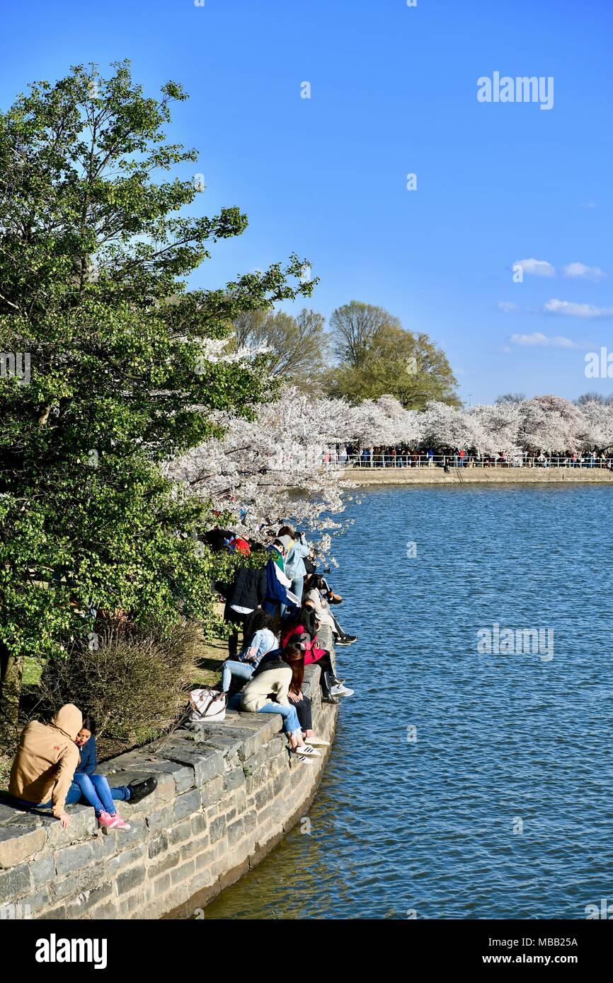 Le Tidal Basin pendant les pics de la floraison cherry blossom festival, Washington DC, USA Banque D'Images