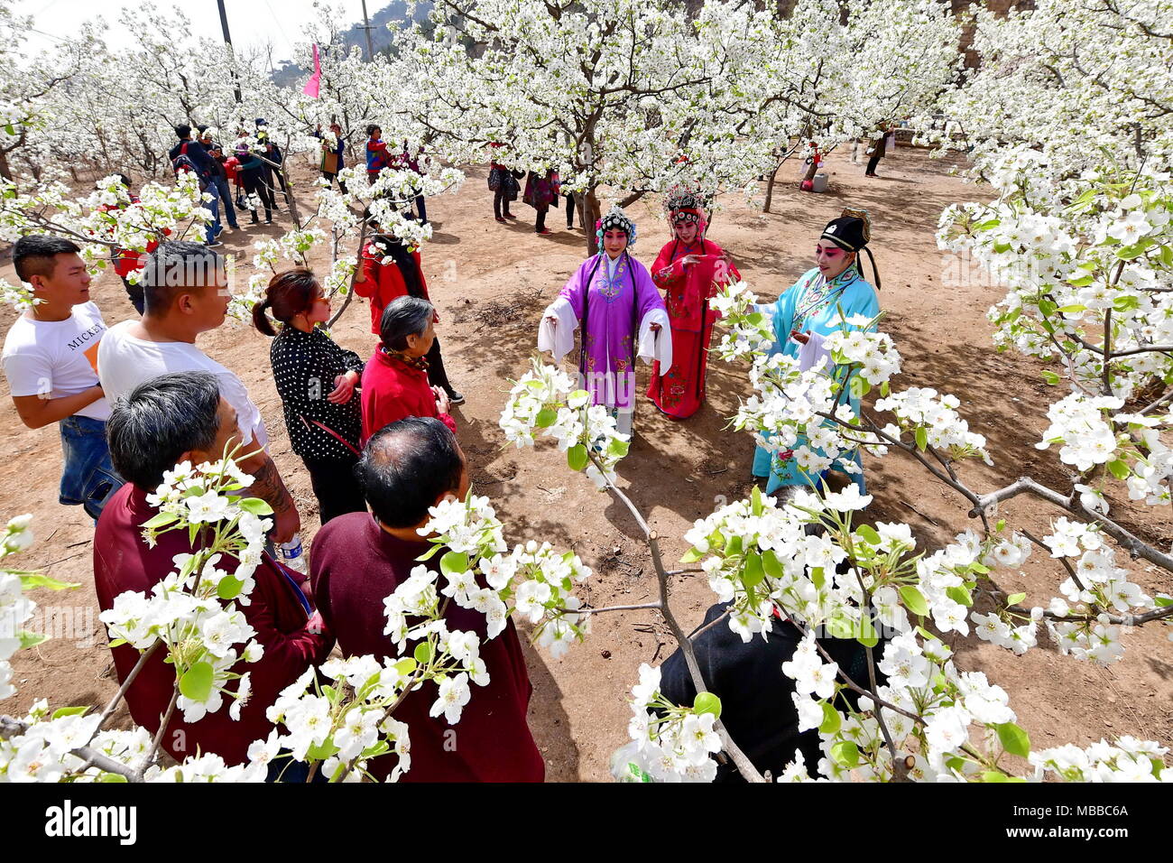 (180410) -- TANGSHAN, 10 avril 2018 (Xinhua) -- les amateurs d'opéra en costume effectuer à une poire jardin d'Longquangu dans endroit pittoresque district Fengrun de Tangshan, Chine du Nord, Province de Heibei, Avril 10, 2018. (Xinhua/Mu Yu) (xzy) Banque D'Images