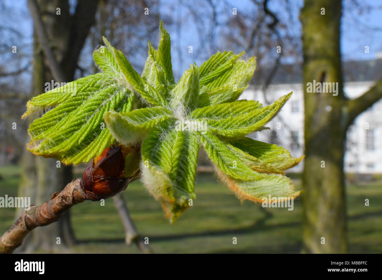10 avril 2018, l'Allemagne, l' : Neuhardenberg vert clair d'un bourgeon de châtaignier brille dans le parc du château. Aujourd'hui va être un jour de printemps chaud avec 20 degrés d'après les météorologistes. Photo : Patrick Pleul/dpa-Zentralbild/dpa Banque D'Images