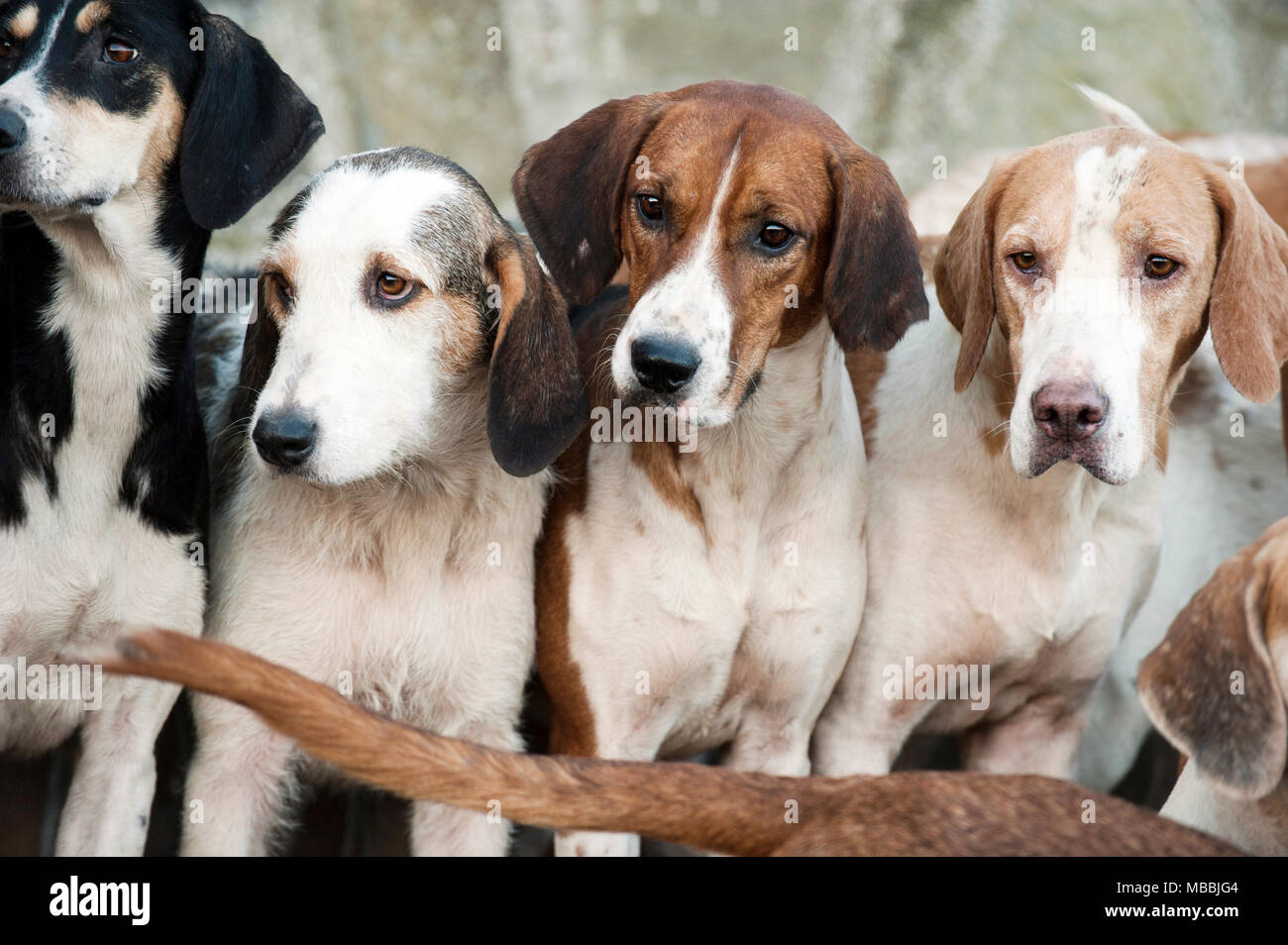 Foxhounds en attente des nouvelles de l'année la chasse à Banwen Miner's Hunt, Galles, Royaume-Uni Banque D'Images