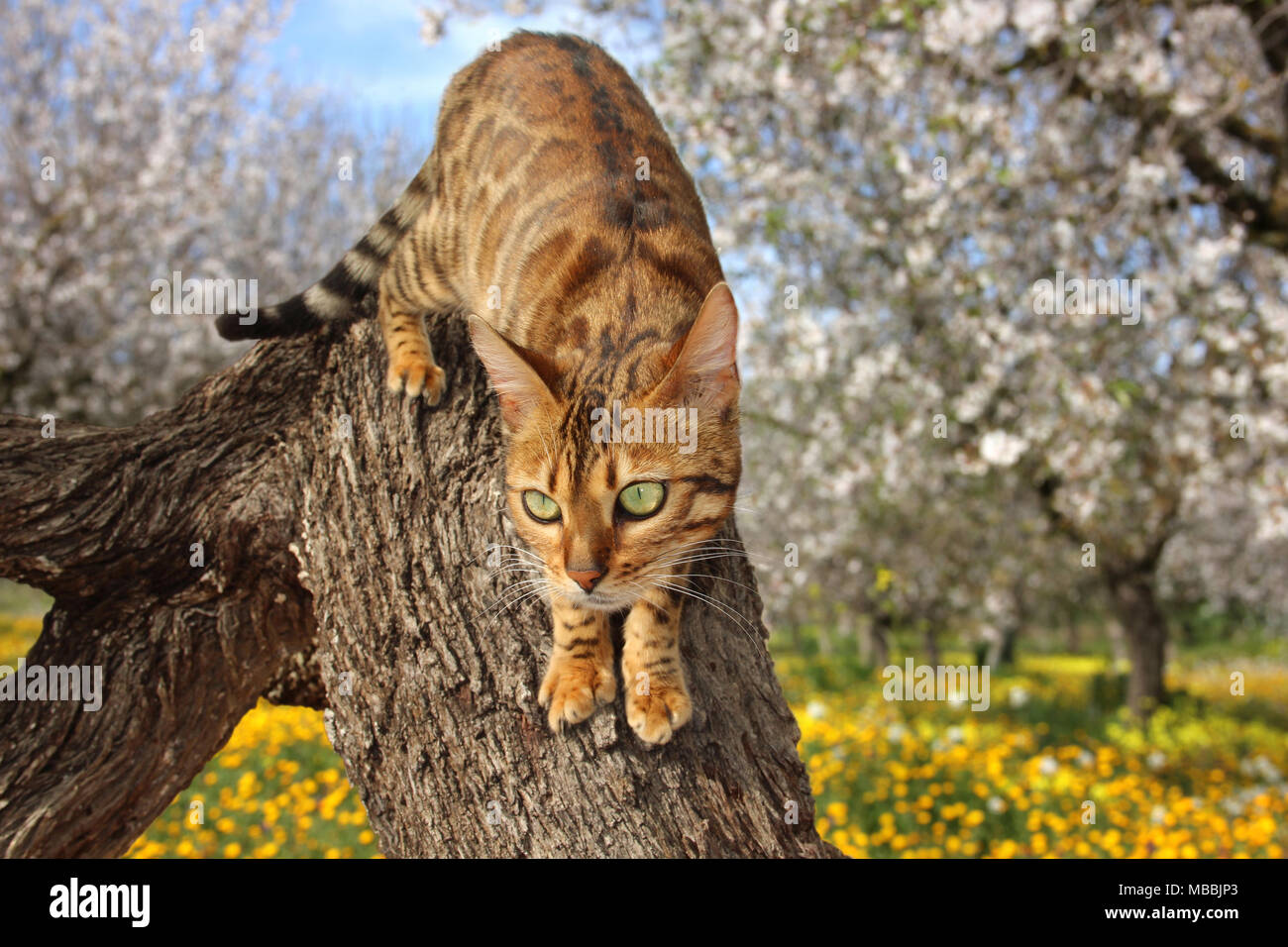 Chat domestique, Bengale, grimper sur un arbre Banque D'Images