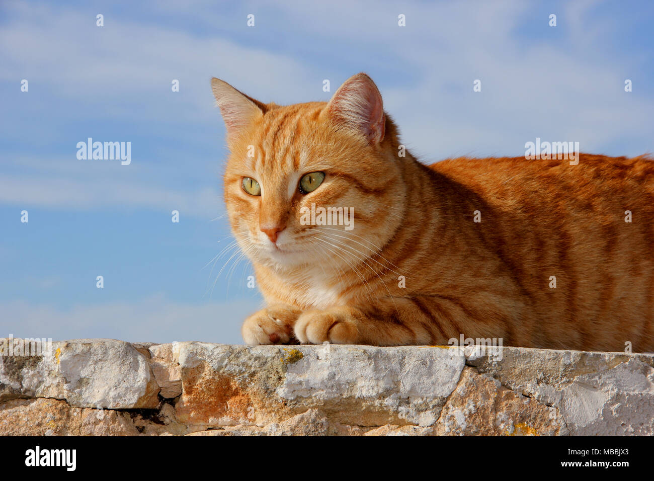 Chat domestique, gingembre, red tabby, le mensonge Banque D'Images