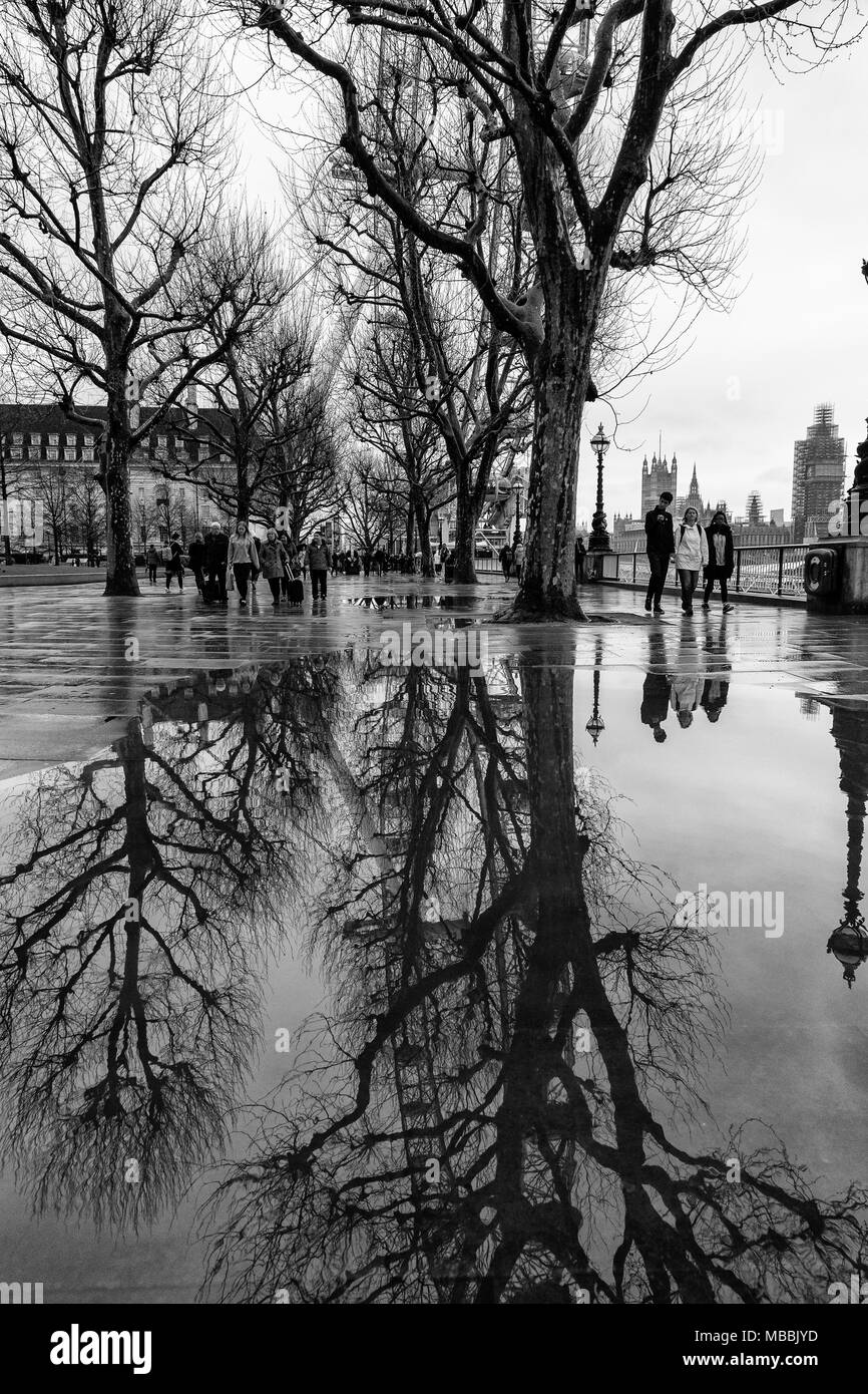 Noir et blanc, monochrome, imageThe London Eye et arbres sur la rive sud de la Tamise à Londres, Angleterre, reflétée dans les piscines d'eau de pluie. Banque D'Images