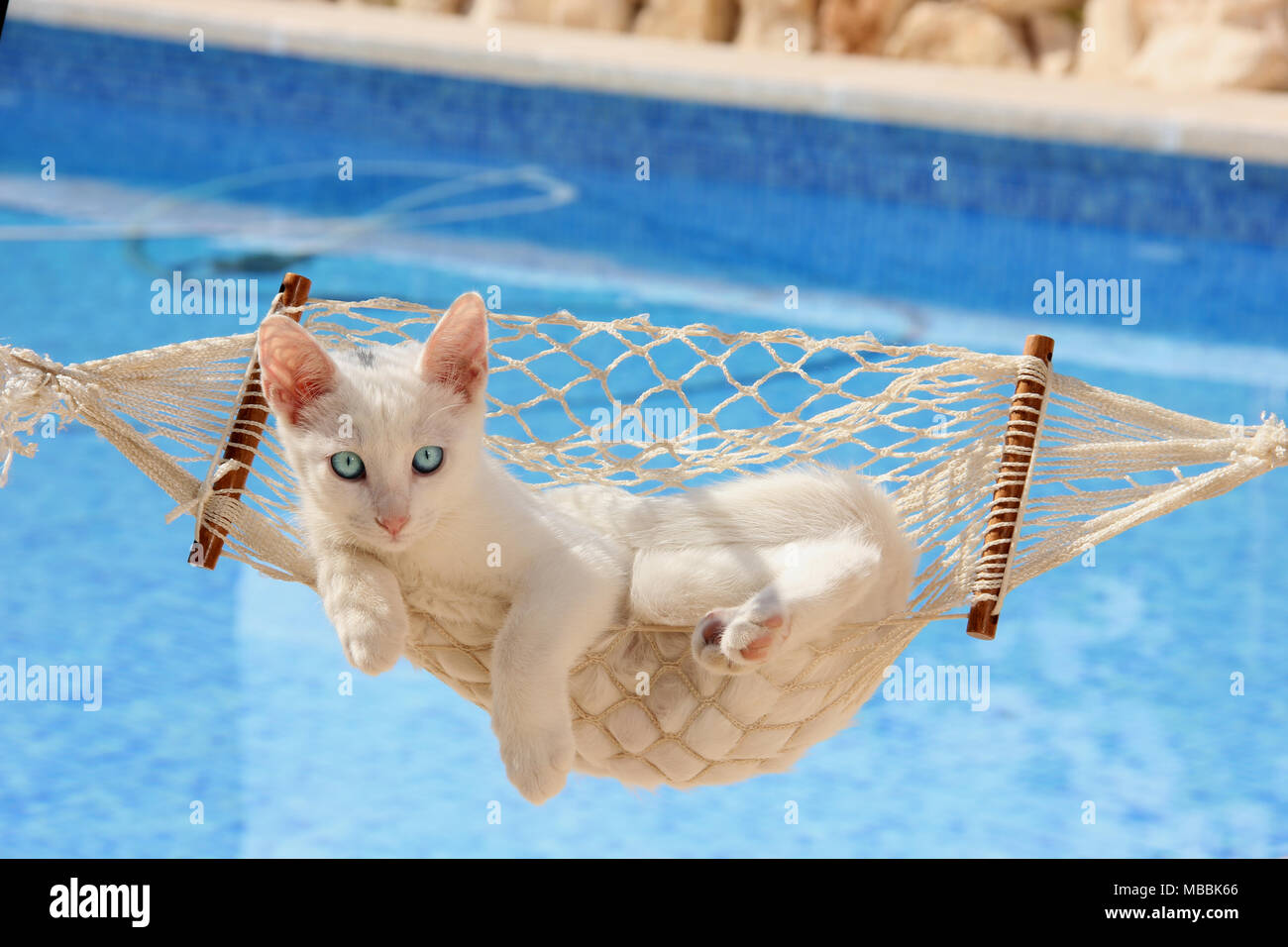 Chaton blanc, 3 mois, couché dans un hamac Banque D'Images