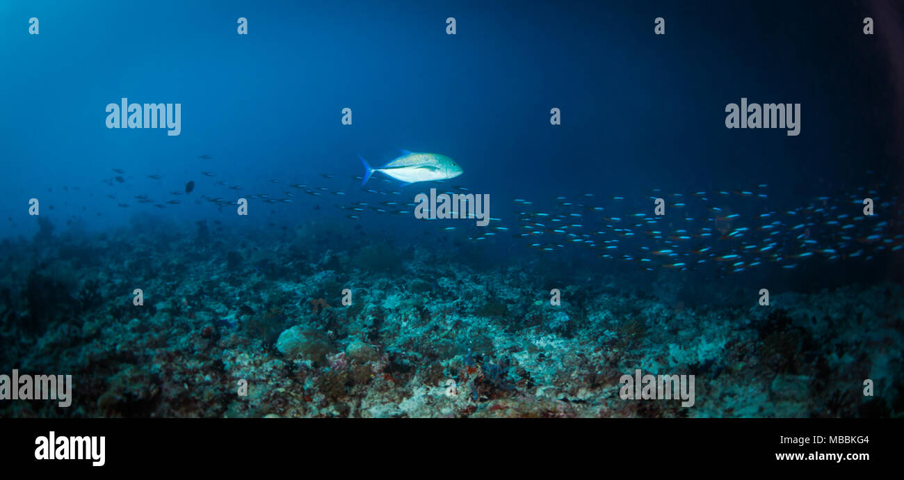 Vue panoramique sur les poissons Jack nageant avec une école de poissons appâts bleus plus petits au-dessus d'un récif corallien tropical Banque D'Images