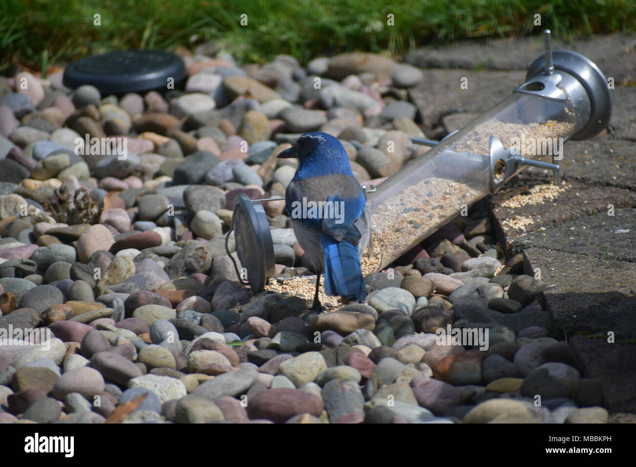 Jay stellaire en profitant d'une mangeoire qui est tombé et renversé l'alimentation des oiseaux Banque D'Images