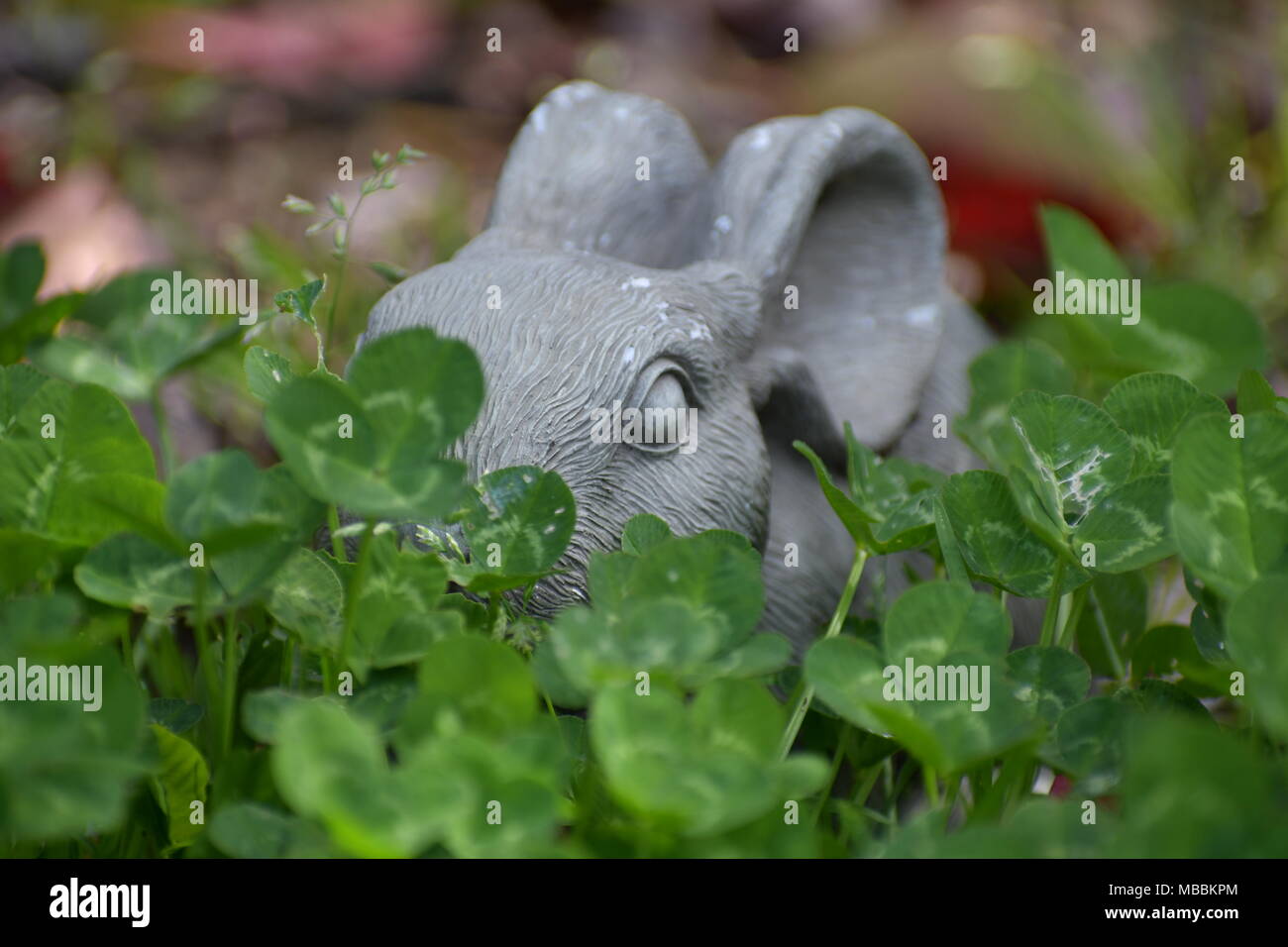 Lapin Pierre chillin' dans le jardin Banque D'Images