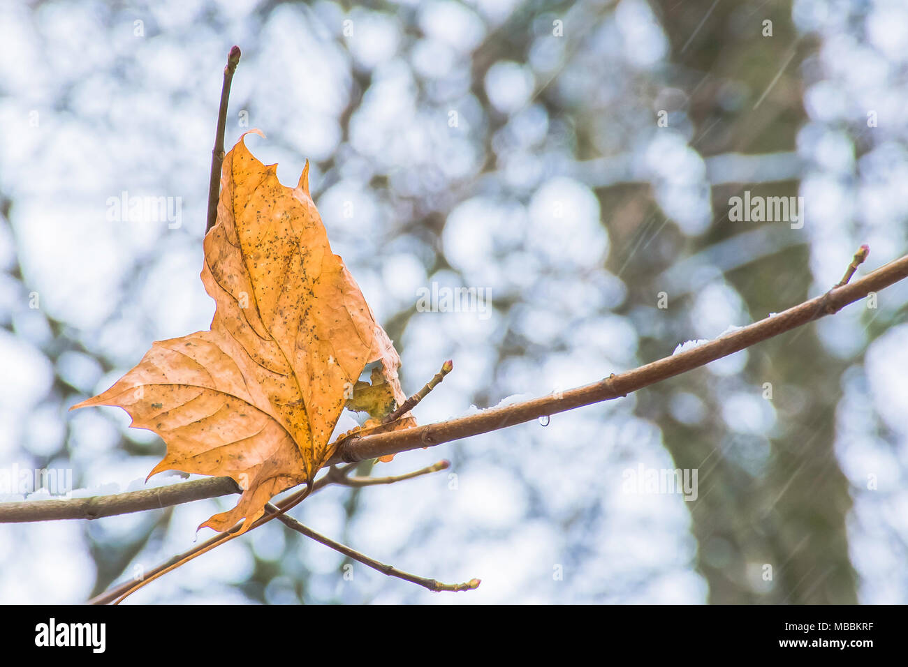 Dernière feuille jaune sur l'arbre dans l'automne et premières neiges.changement de saisons.monde naturel,la nature uk.couleurs d'automne. Banque D'Images