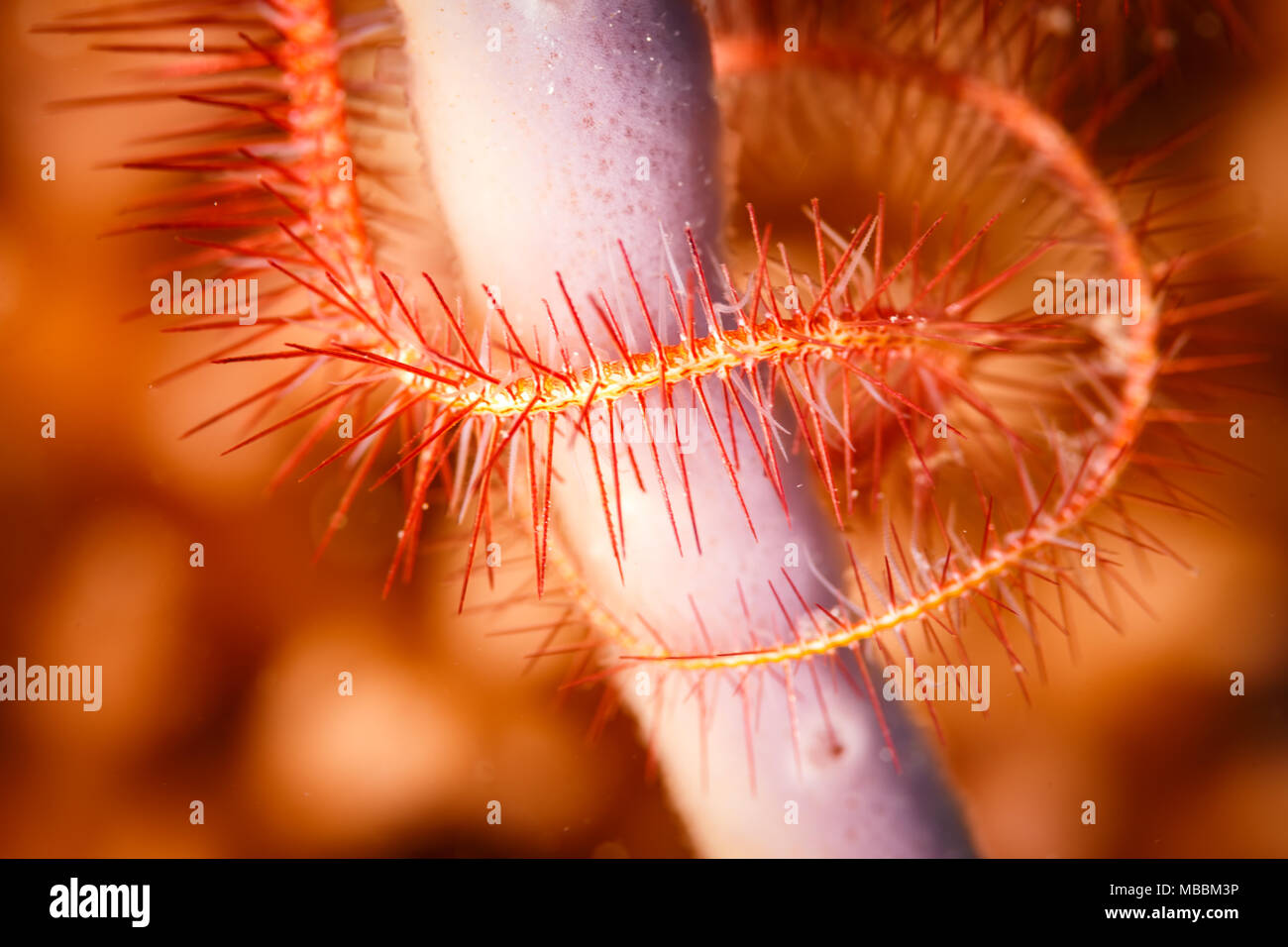 Libre d'orange star fragile Ophiothrix fragilis, enroulé autour des coraux mous Banque D'Images