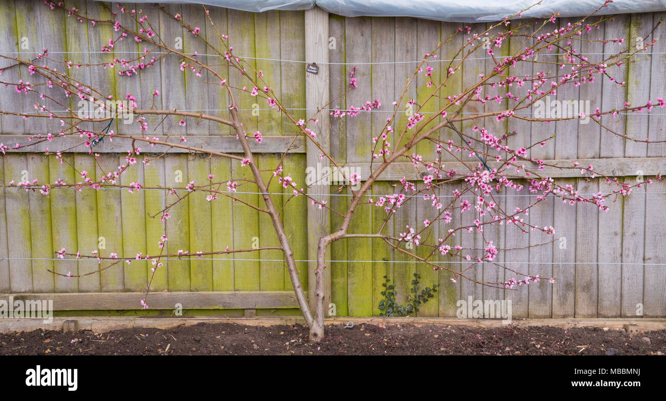 Formés de ventilateur Peach 'Rochester' avec fleur de printemps Banque D'Images