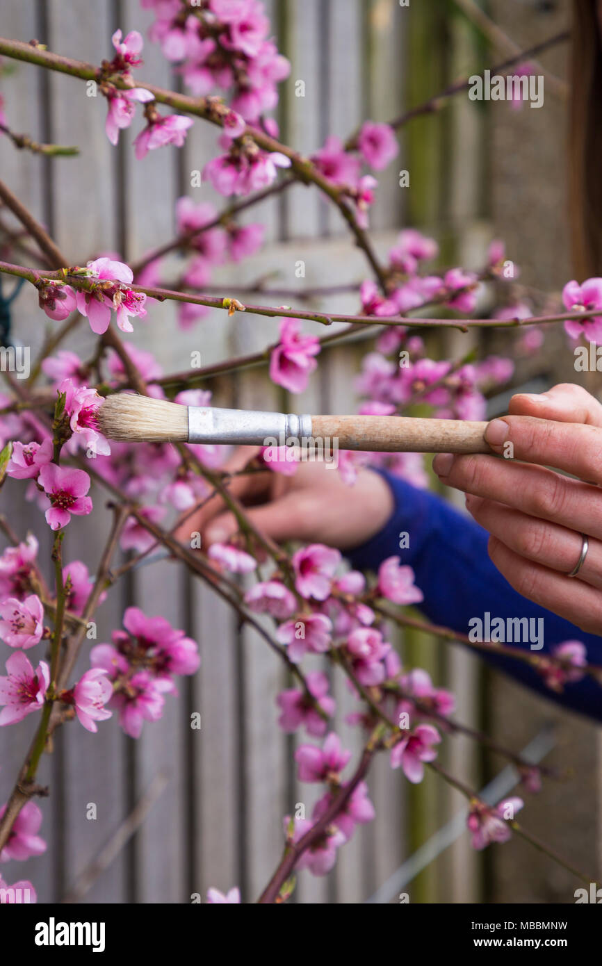 Pollinisation manuellement un ventilateur 'Rochester' Pêche formés Banque D'Images