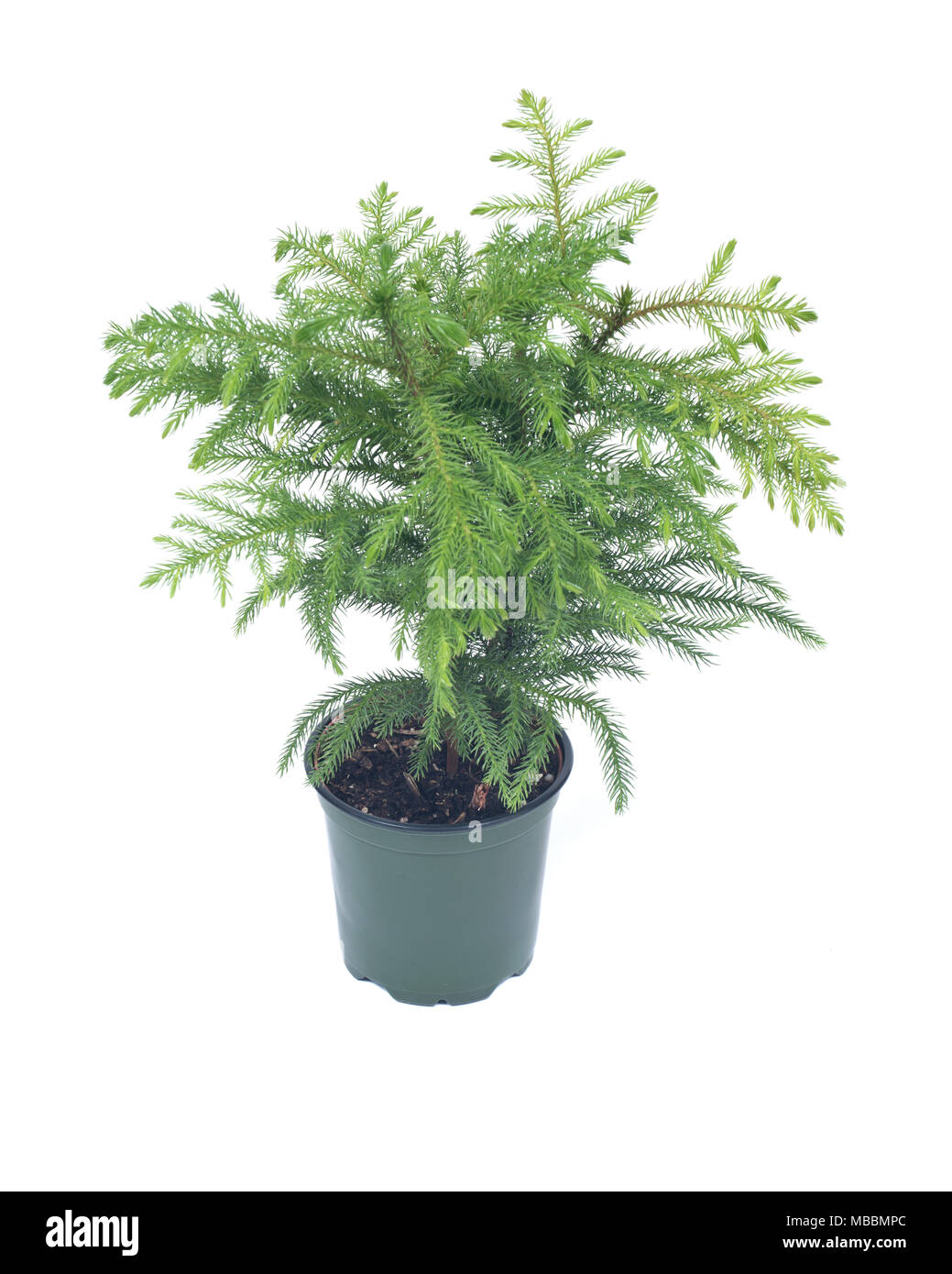 L'île Norfolk pine tree en pot décoratif isolé sur fond blanc Banque D'Images